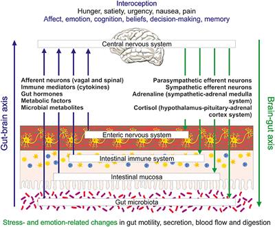 Gut Signals and Gut Feelings: Science at the Interface of Data and Beliefs